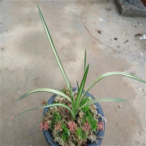 花期带花苞实拍兰花 春剑高档漂亮线艺（春剑中透艺）2200/苗