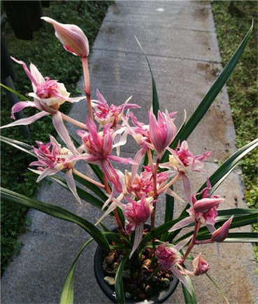 清仓价自然老种 兰花苗 寒兰【红凤】浓香花卉园艺盆景