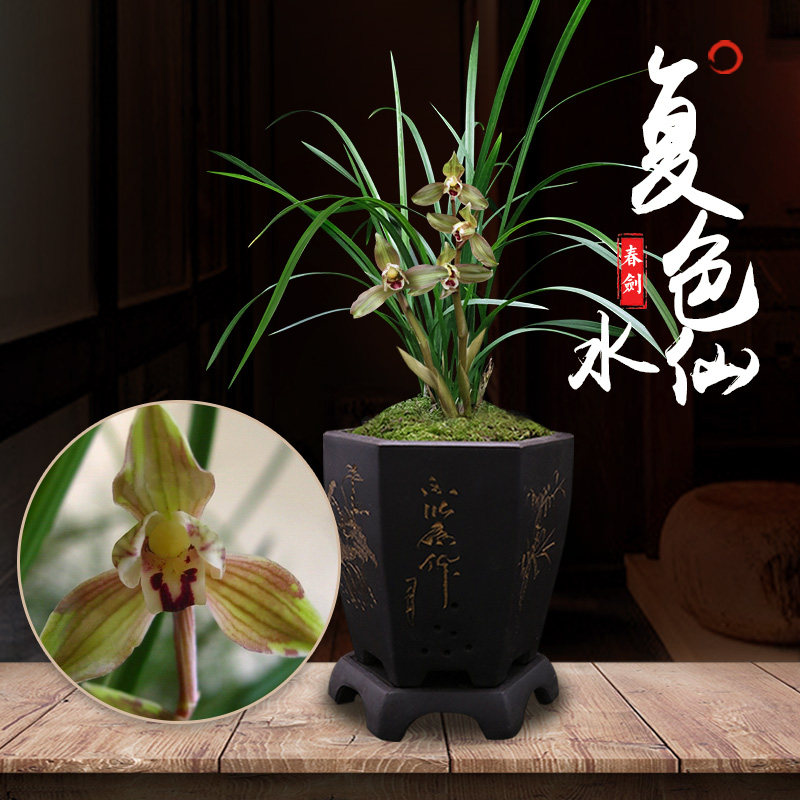 世界上特香稀有室内兰花春剑复色水仙客厅绿色草苗植物盆栽带花苞