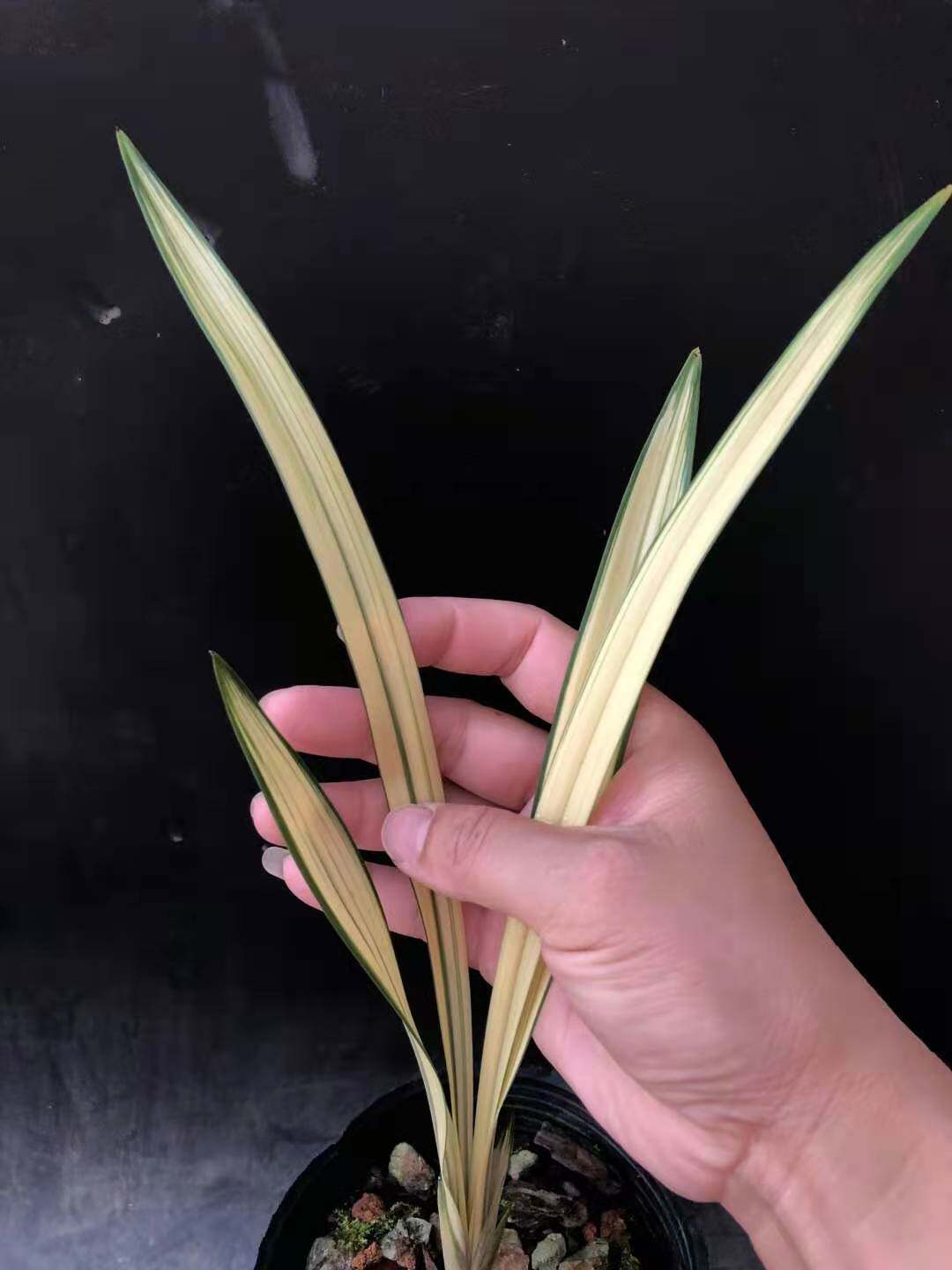 艺草高级趣味兰花植物草本