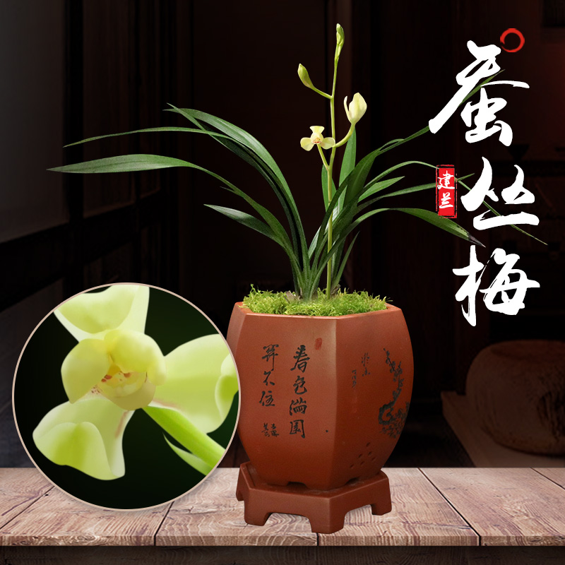 特香品质兰花蚕丛梅建兰四季兰绿植盆栽室内美观花卉植物观赏兰