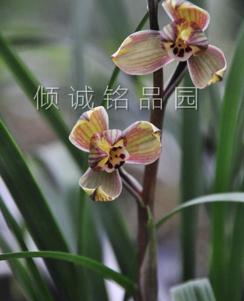 花期带花苞兰花苗 春剑新品  圆月亮  320/苗