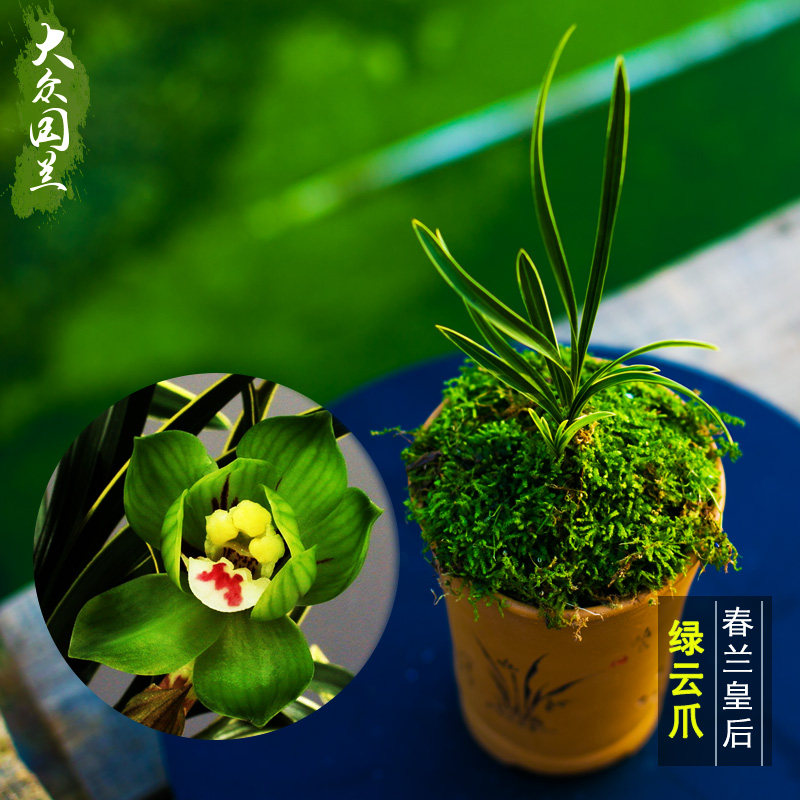 名贵兰花苗春兰盆栽 国兰铭品 春兰皇后 绿云爪 (3苗合计450元)