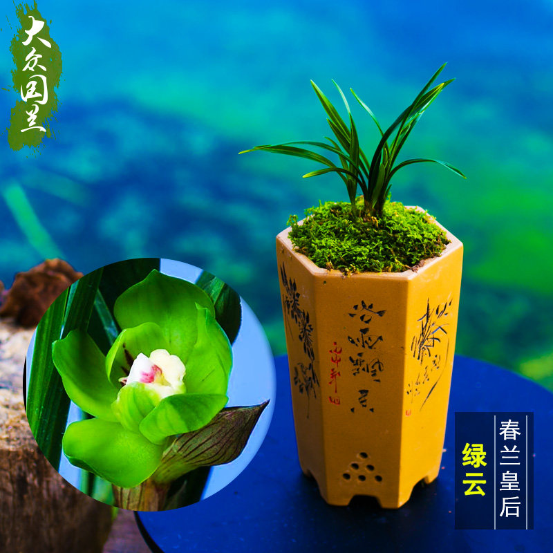 名贵春兰荷瓣浓香型盆栽观花植物