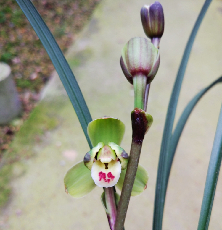 兰花 紫秀寒兰 水晶艺 漂亮荷瓣（寒兰水晶梅）150/苗