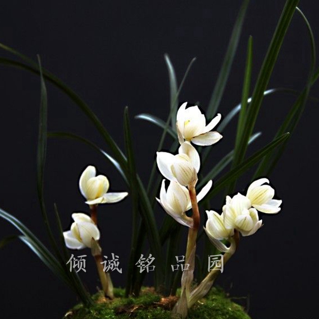 兰花 老种莲瓣兰 矮种素荷（素冠荷鼎）3000/苗