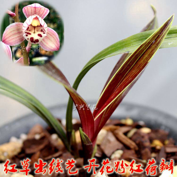 实物拍摄 特色兰花苗红色的兰草进化红草线艺 开花粉红荷瓣数量少