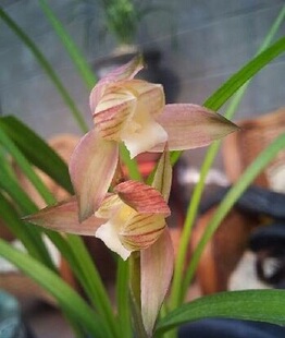 花期带花苞清仓价兰花春剑 红霞素  品种保证 自然栽培
