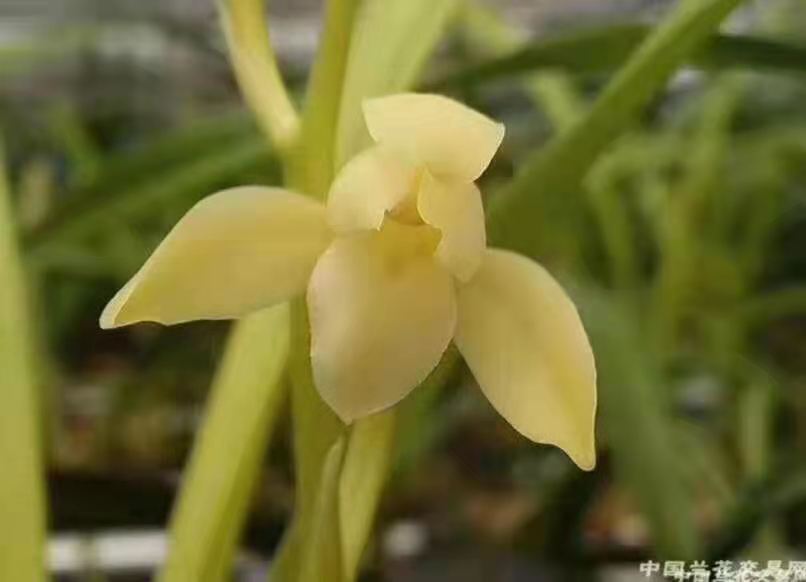 浓香建兰老种四季兰田黄玉黄花素花卉盆栽客厅花期带花苞