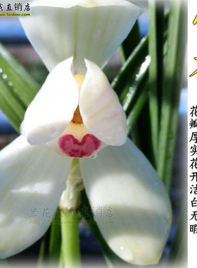 春兰精品白色兰花苗 雪荷 冬带花苞 好养花卉绿植盆栽3苗