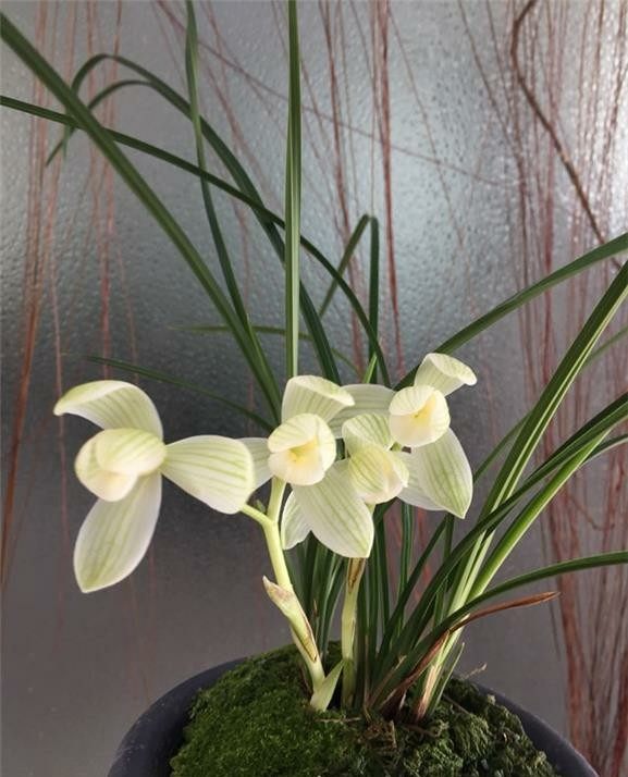 自然老种兰花苗 莲瓣兰【永怀素】浓香绿植花卉园艺盆景