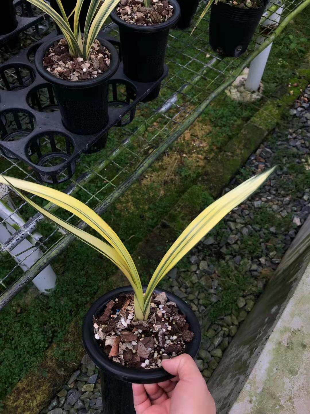 精品墨兰兰花苗高级线艺中透艺黄金中透艺黄金万代福