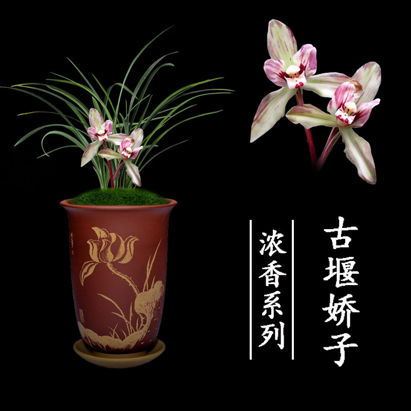 兰花盆栽植物名贵春兰古堰娇子室内好养浓香绿植花卉兰花苗