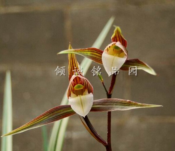 兰花 寒兰 耐寒品种 细叶寒兰正格色花 150/苗