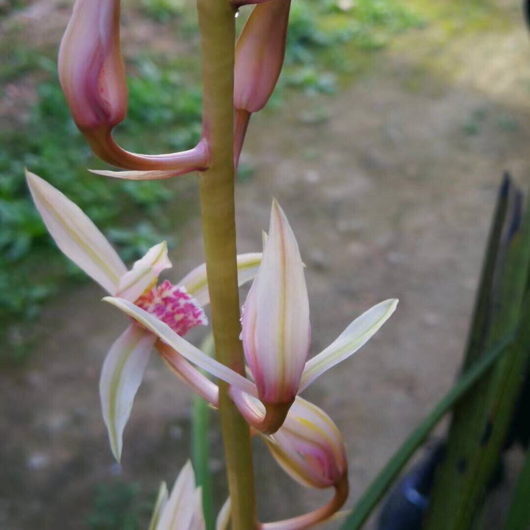 客厅阳台兰花绿植盆栽