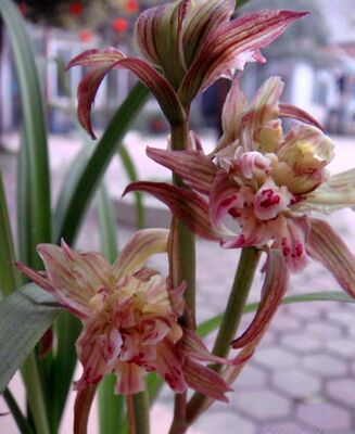 花期带花苞兰花 春剑牡丹奇花  玉玺天娇难得一见的极品好花