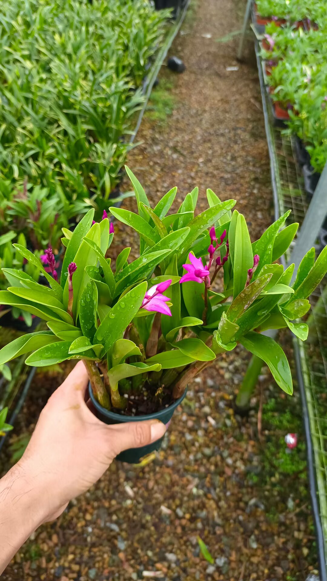 精品兰花~红花香水石斛~花苞多多小盆栽原盆发货