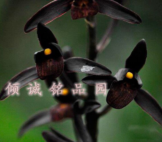 兰花 墨兰色花 艳后(埃及艳后)4000/苗
