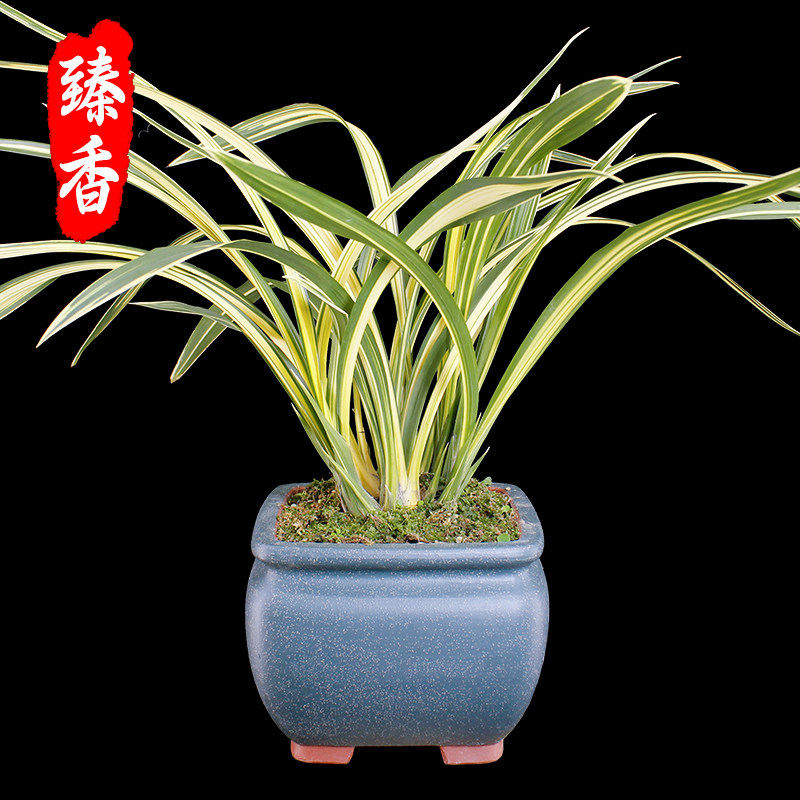 宇宙殿兰花墨兰铭品金边线艺中透中缟覆轮艺好养好活浓香室内盆栽
