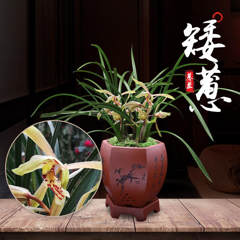 特香蕙兰浓香花卉兰花植物盆栽矮种蕙兰带花苞草苗微景观盆栽景