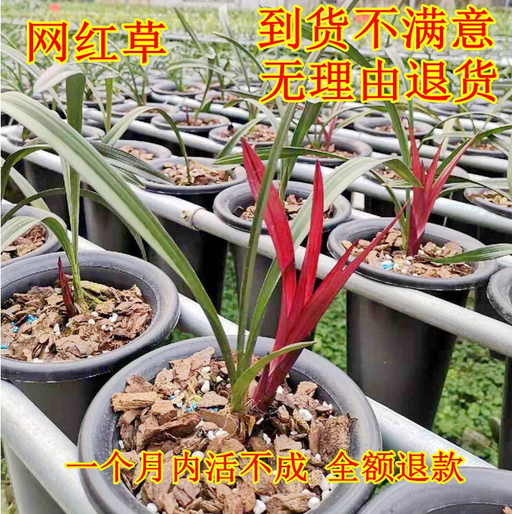 清仓价！网红草 红草红荷 浓香型室内名贵建兰 室内观赏绿植花卉