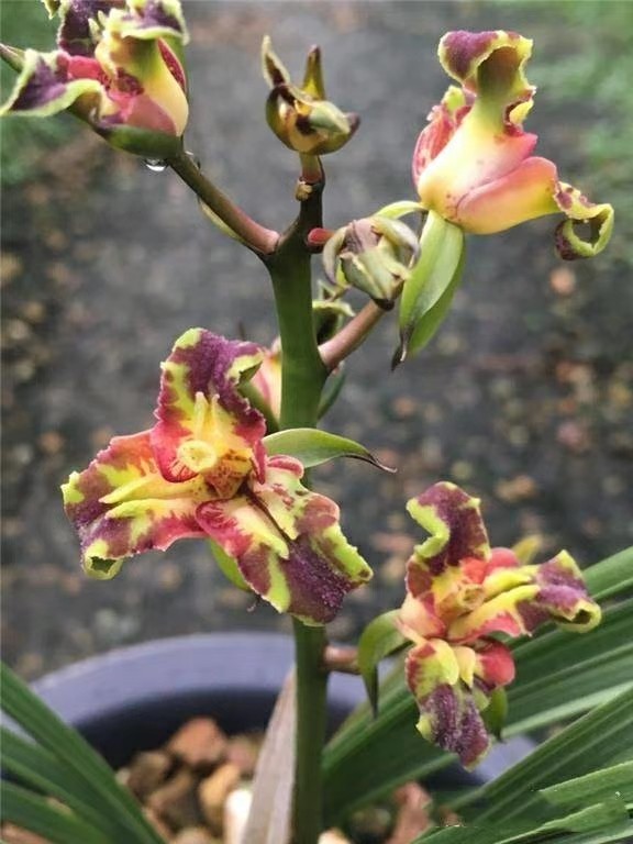 湖北自然老种兰花苗 蕙兰【万泰牡丹】浓香阳台绿植花卉盆栽