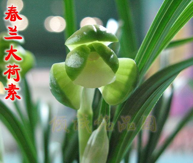 花期带花苞兰花 浓香 春兰经典 厚正格荷瓣 (大素荷)400/苗