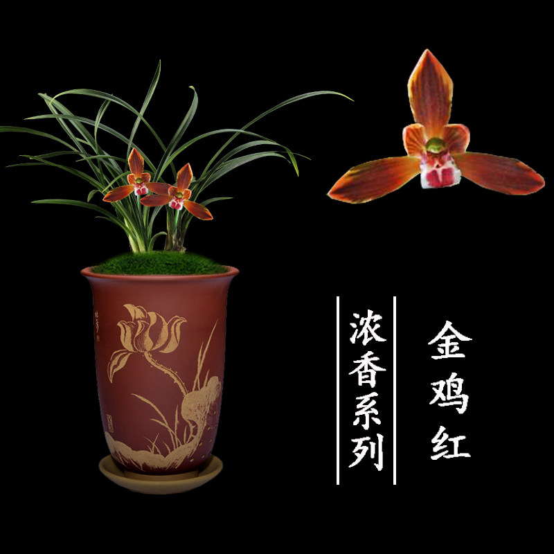绿植盆栽名贵好养客厅兰花苗