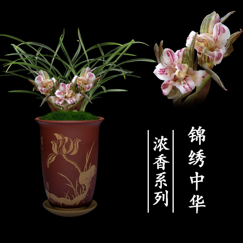 绿植盆栽名贵好养兰花苗