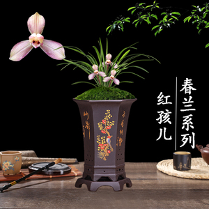 盆栽植物好养客厅名贵兰花苗