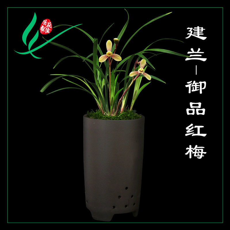 正品兰花苗建兰四季兰花御品红梅浓香花卉绿植物室内客厅好养