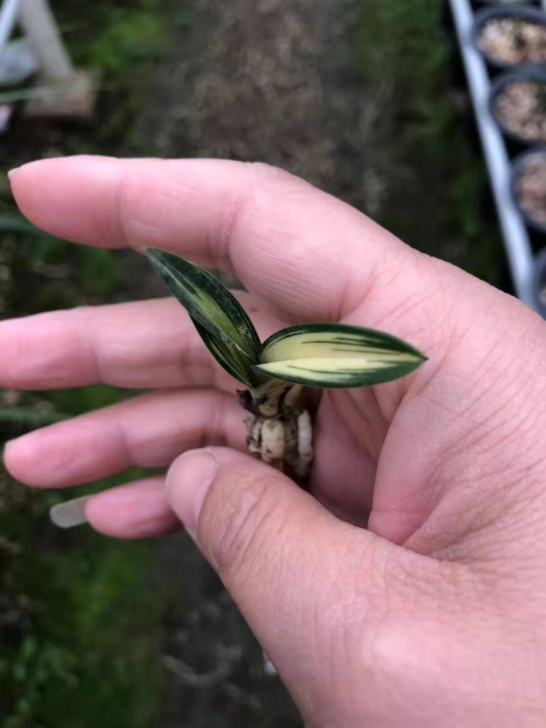 矮种中透艺盆栽兰花