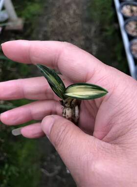 矮种中透艺盆栽兰花