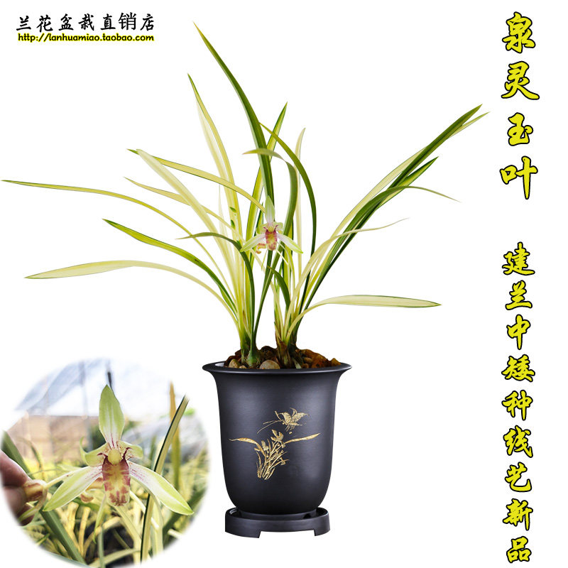 建兰花苗中矮种线艺 泉灵玉叶 夏带花苞出售办公室绿植花卉盆栽
