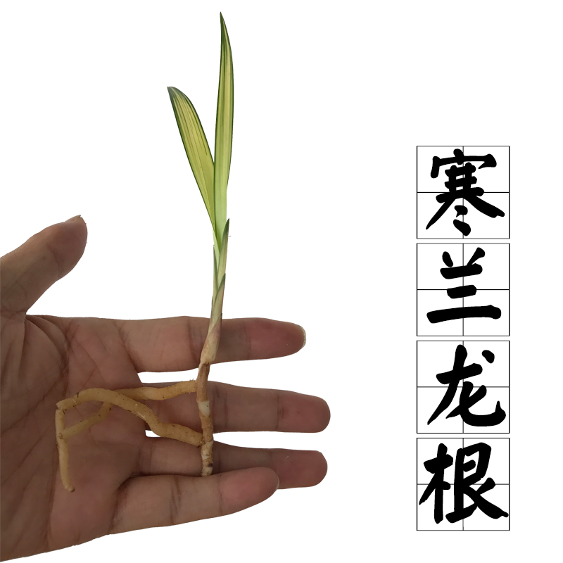 兰花 寒兰龙根 中透艺 室内阳台客厅办公室盆栽花卉绿植兰花苗