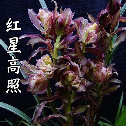 多肉植物阳台兰花苗