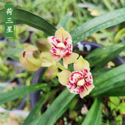 名贵浓香型荷瓣植物特级兰花苗