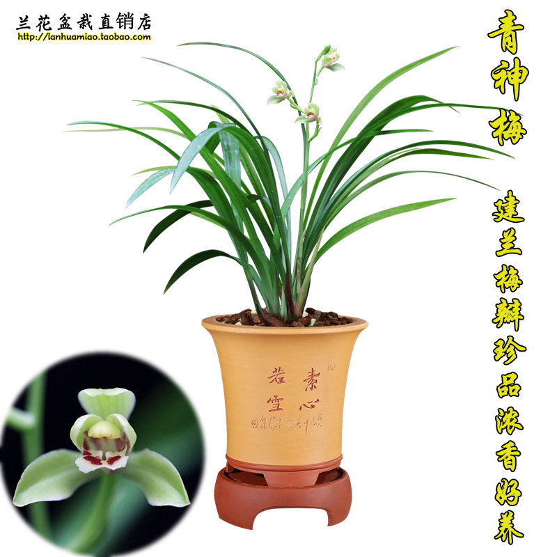 建兰荷型梅瓣佳品 青神梅 夏带浓香花苞出售室内花卉盆栽兰花苗