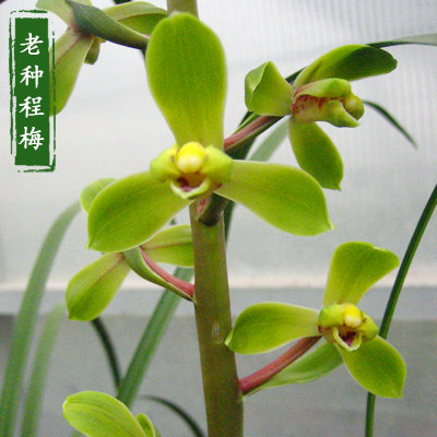 蕙兰老八种名品程梅浓香带花苞 梅瓣阳台窗台书房客厅绿植盆栽