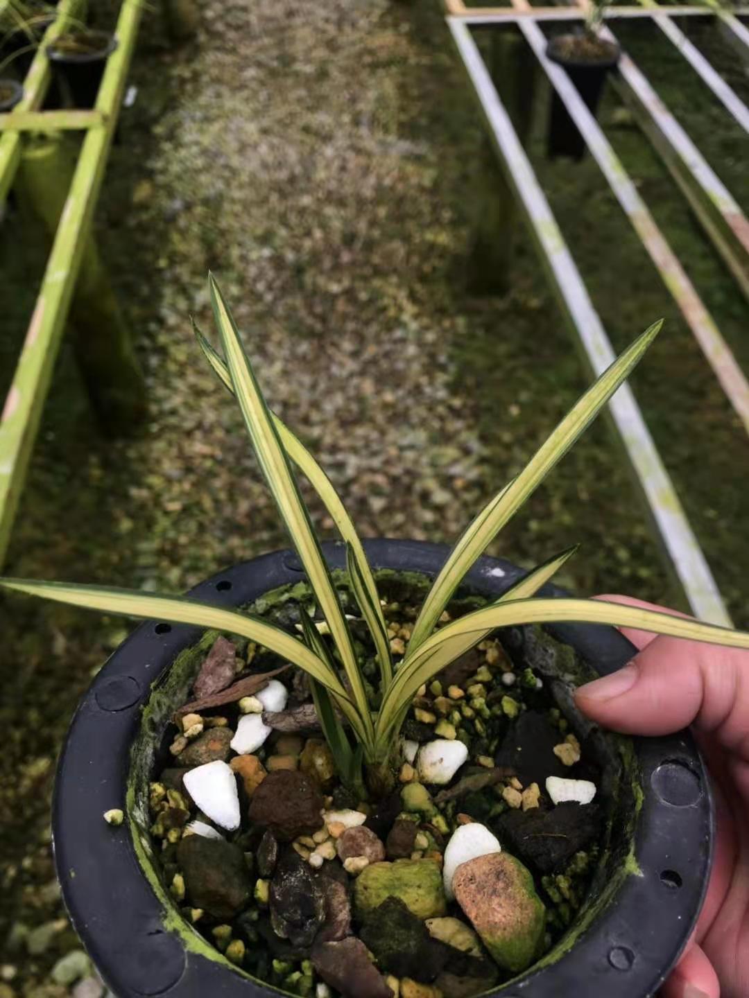 春兰珍品兰花环球荷鼎中透兰花室内浓香盆栽观花当年开花免邮
