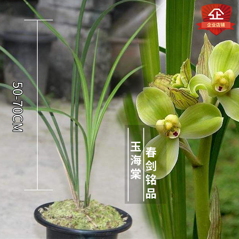 优等货兰花正品壮苗高档春剑玉海棠直立挺拔好养浓香铭品兰花