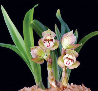 兰花苗无花苞名贵春兰姜氏荷盆栽植物阳台室内客厅美观绿植花卉