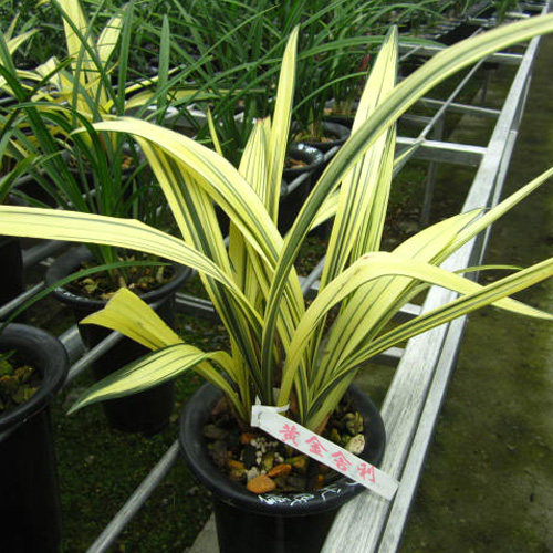 兰花 黄金舍利墨兰线艺盆栽花卉苗植物