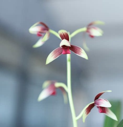 墨兰 色花 万山红缘 兰花苗办公室花卉盆栽植物室内盆