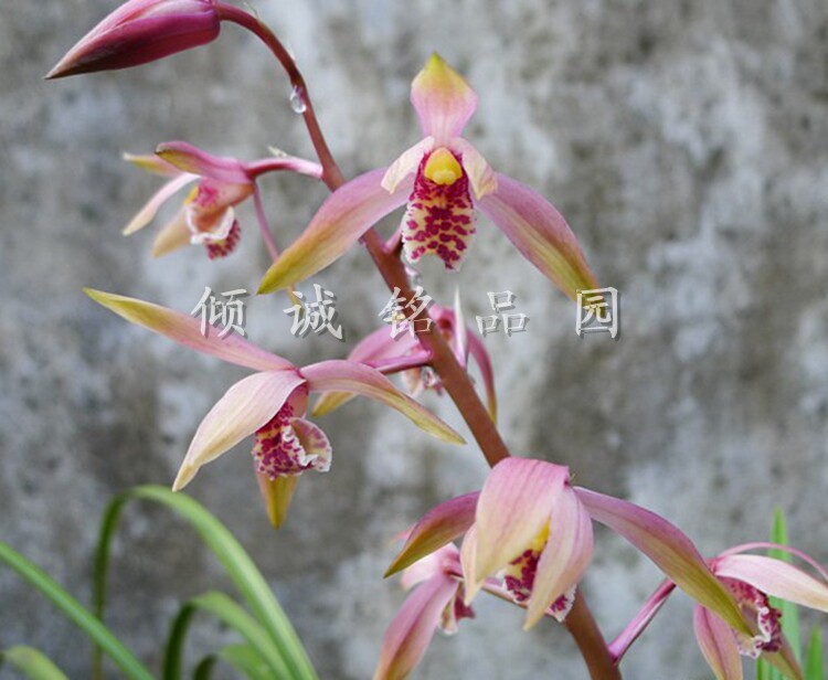 兰花苗 蕙兰色花 粉姬 500/苗