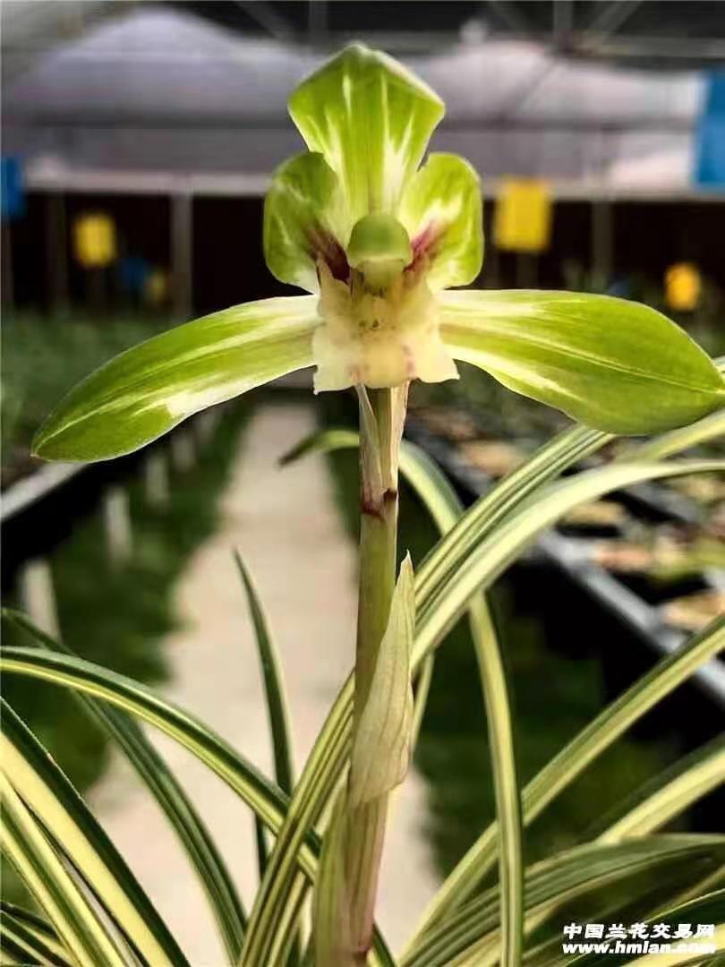 兰花铭品线艺中透中缟覆轮艺大雪岭好养好活浓香室内盆栽