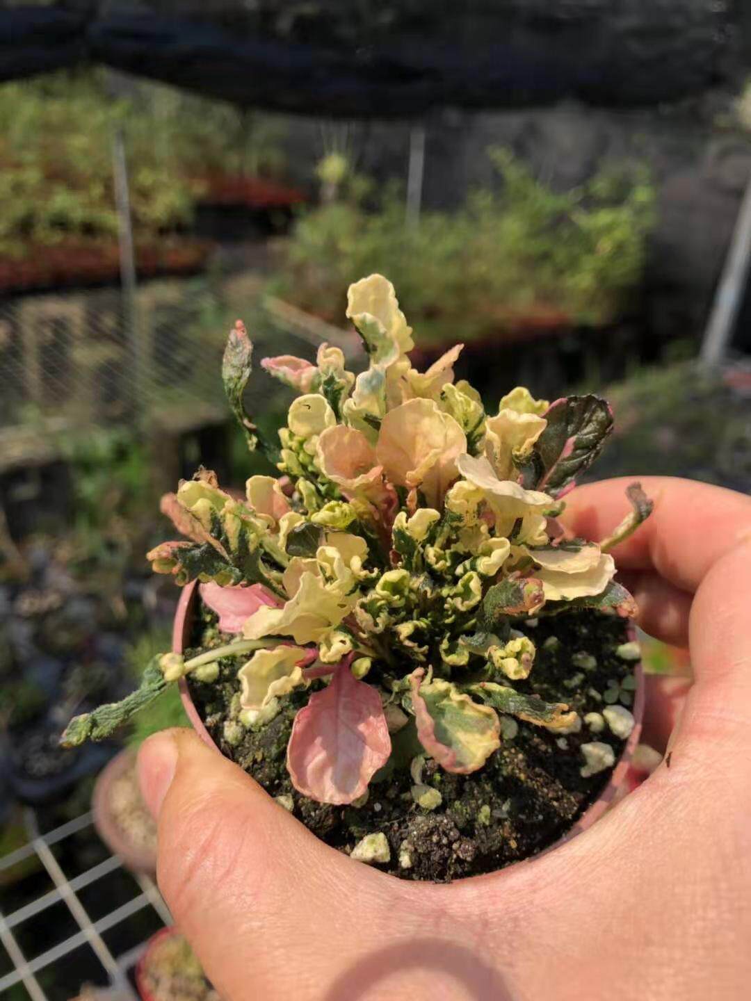 进口五彩花卉盆栽植物草本