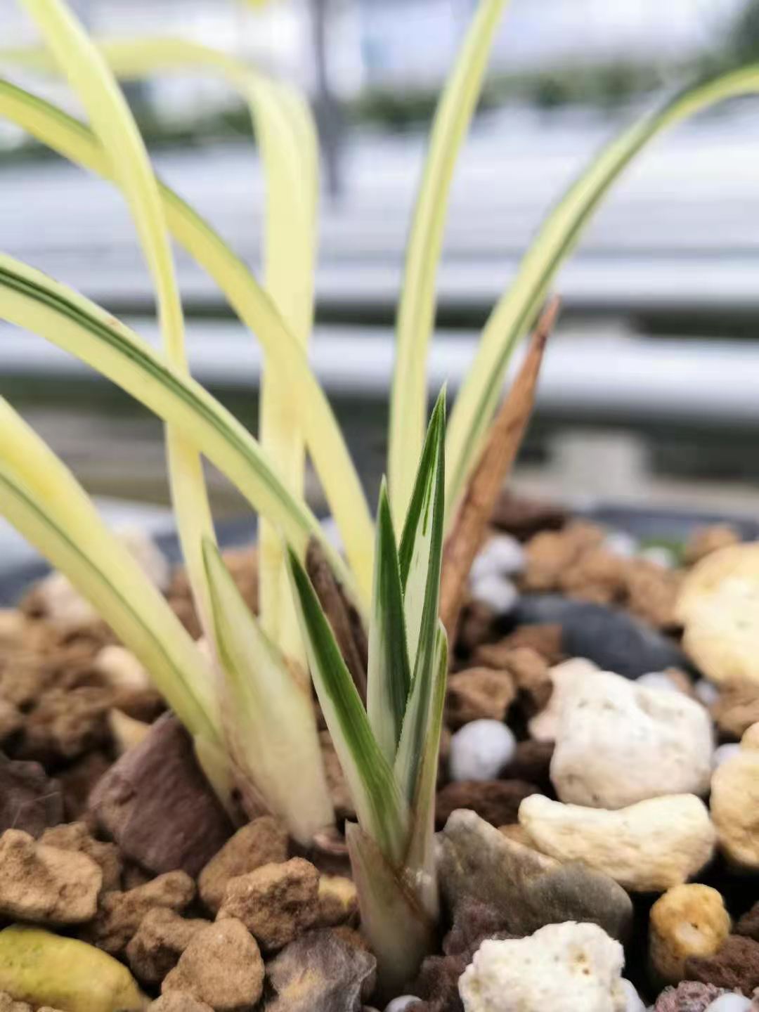 精品兰花春兰莲瓣兰黄金中透浓香四季花开观叶赏艺花苗室内植物