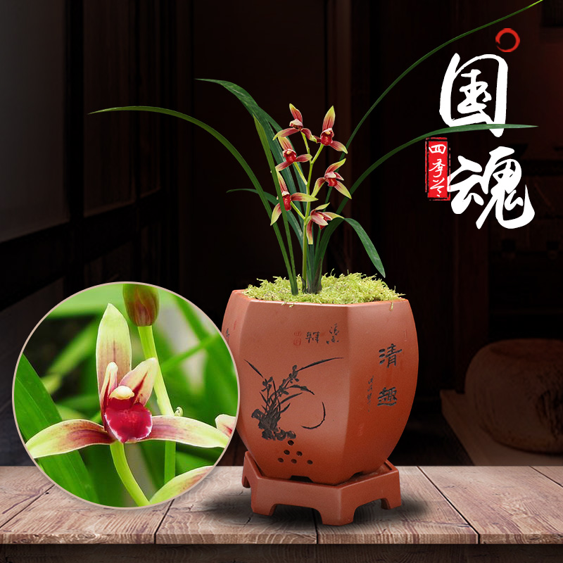 特香【收藏级】建兰国魂四季兰草花卉名贵送礼植物色花珍品红素