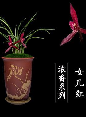 兰花盆栽植物名贵室内春兰女儿红浓香好养客厅名贵花卉绿植兰花苗